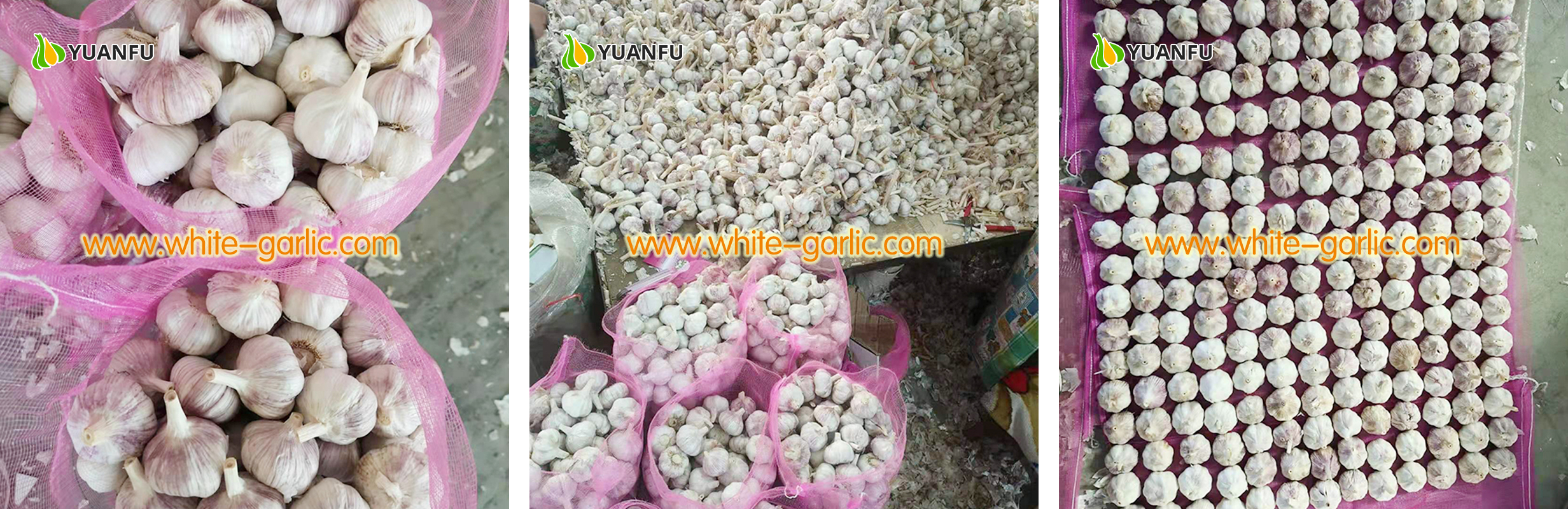 garlic suppliers